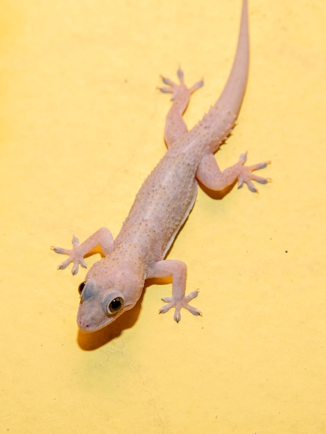 Domestic gecko on the house wall.