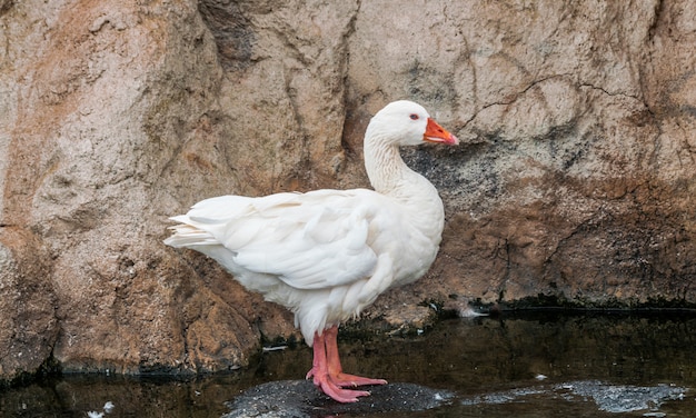 Domestic geese (Anser anser domesticus) standing