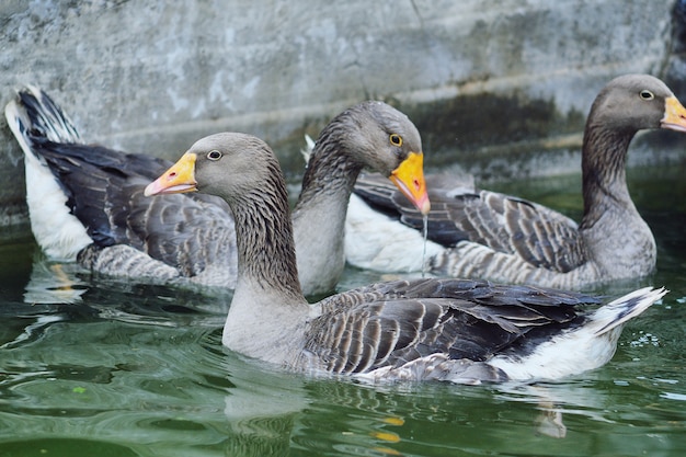 Domestic geese and ducks bathe in the pool water on a poultry farm