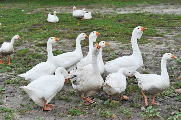 Domestic geese graze on a green meadow