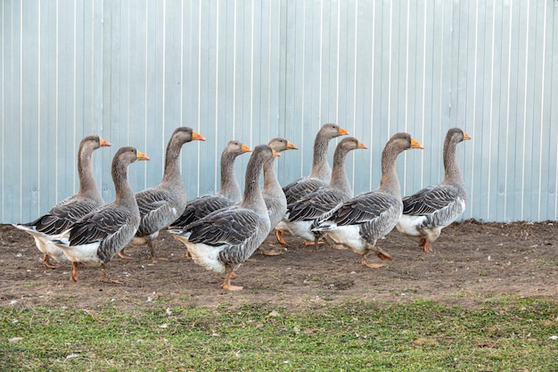 Domestic geese graze on traditional village goose farm