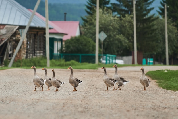 Домашние гуси пасутся