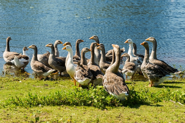 Domestic geese on the shore