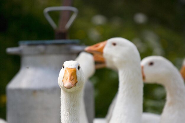 Domestic geese