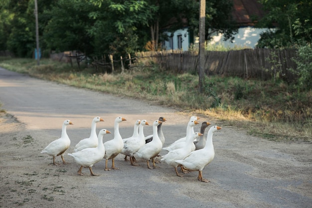 Photo domestic geese