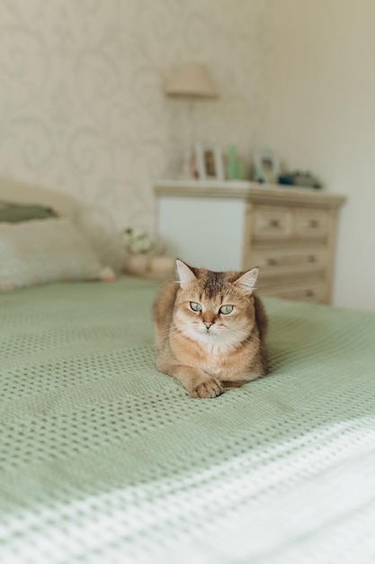 domestic ginger cat with green eyes lies on the bed in the bedroom with olive interior