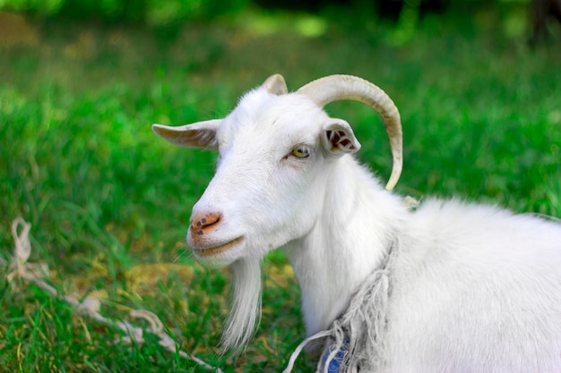 Domestic goat grazes in the meadow.