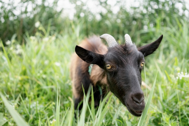 A domestic goat in the pasture