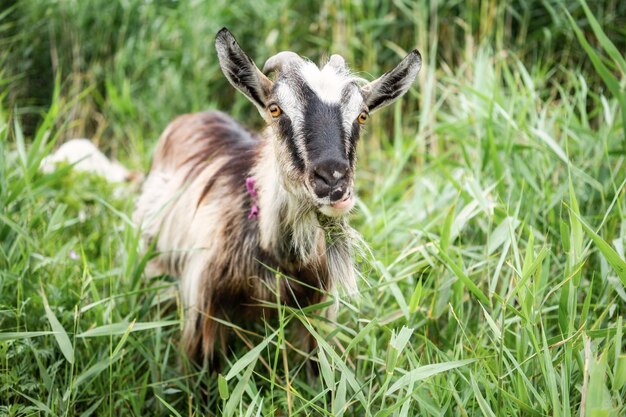 A domestic goat in the pasture