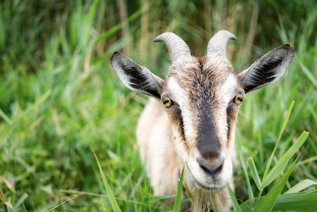 A domestic goat in the pasture