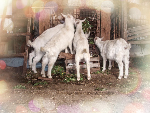 Domestic goats in the farm Little goat in the barn standing in wooden shelter