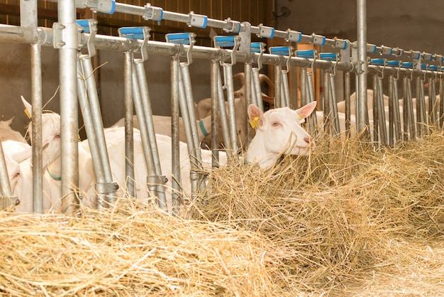 Domestic goats in the farm waiting food