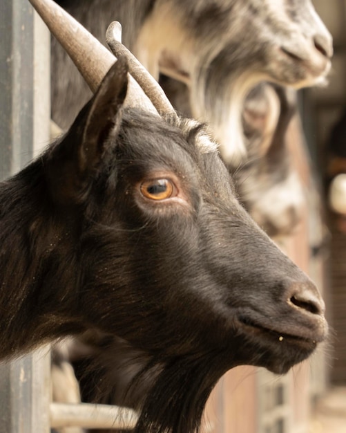 Domestic goats a goat peeks out of the fence waiting for food Pets Portrait Goats look at the viewer