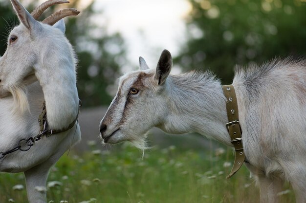 Domestic goats graze on pasture on sunny day Goats crawling on a meadow Goat eating grass on green meadow