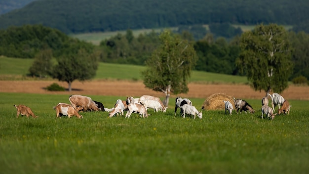 Домашние козы, пасущиеся на зеленом лугу возле биофермы летом.