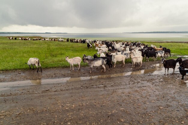 Domestic goats landscape photo