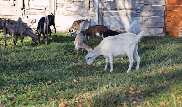 Domestic goats of the Nubian breed in a pen in summer on a farm