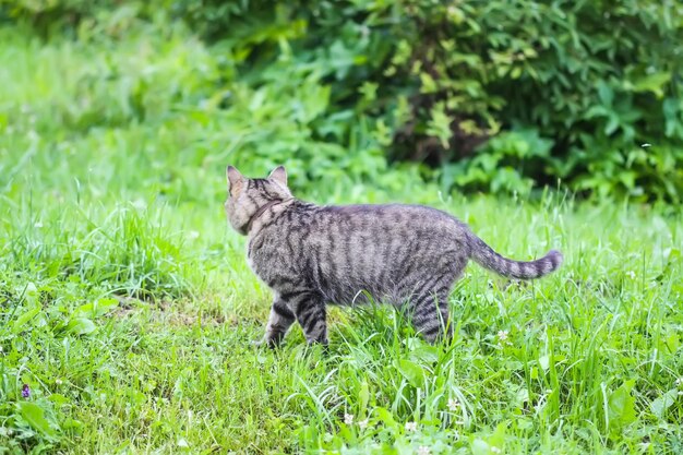 Domestic gray cat walking outside on a summer day