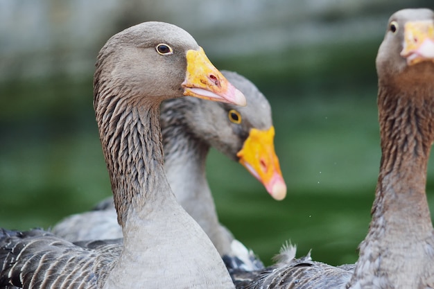 Domestic gray geese closeup