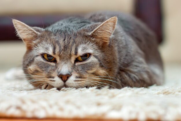 Domestic gray tabby cat lies on floor and looks away