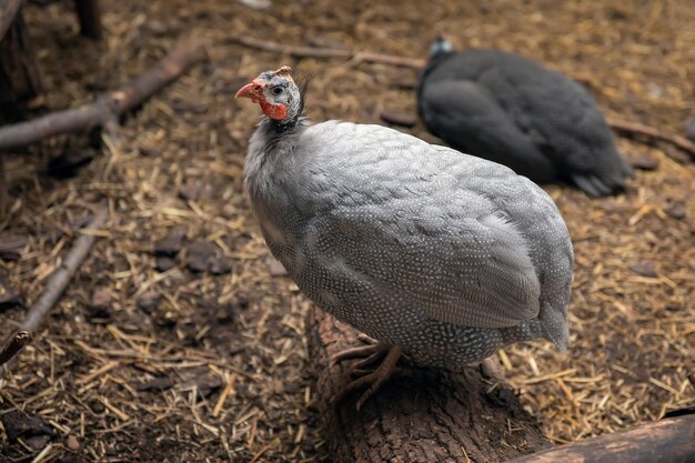 Photo domestic guinea fowl closeup