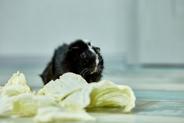 Domestic guinea pig eating cabbage leaves