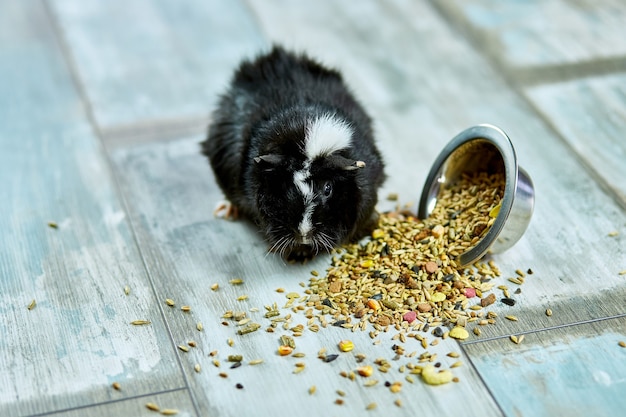 Domestic guinea pig eating dry grain food from metal bowl at home