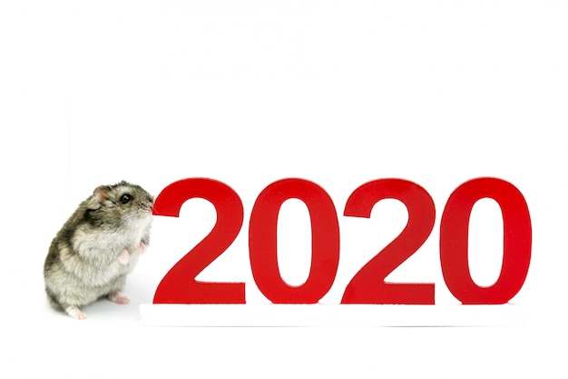 A domestic hamster costs around 2020.