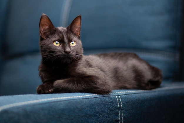 国内のハンサムな真面目な子猫が嘘をつき、青いデニムのソファで遊ぶ