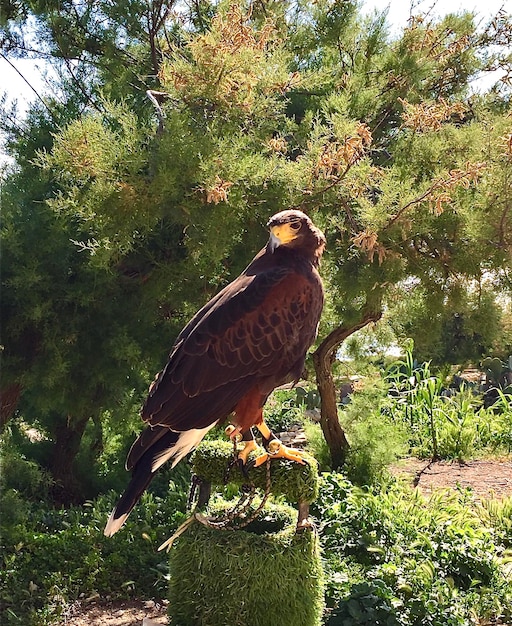 Foto falco domestico