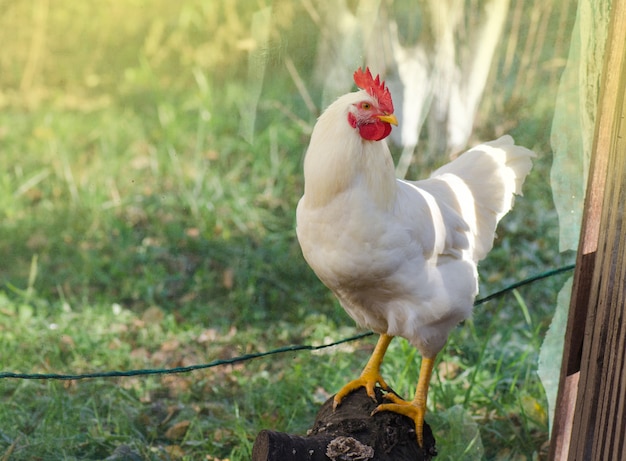 Domestic hen on the green grass