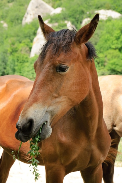 Domestic horse eating grass rural scene