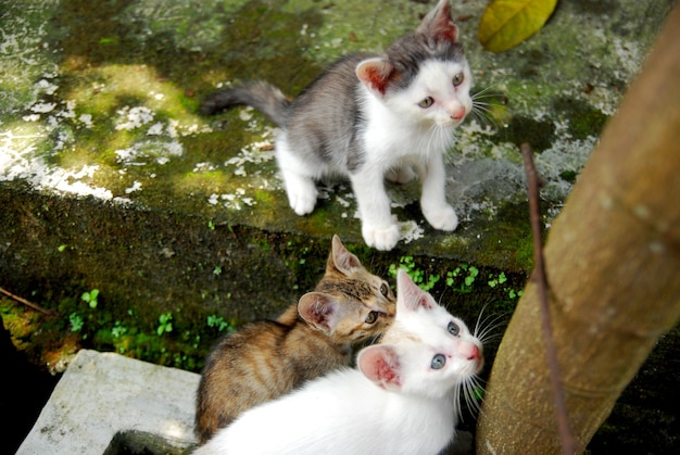 Domestic kittens play in the yard