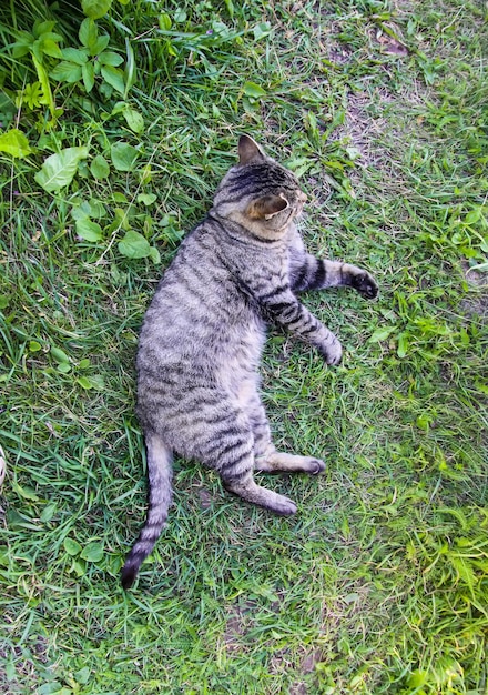 Domestic lazy ct lying on green grass