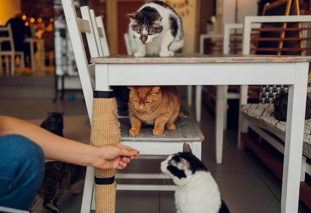 Domestic life with pet Young man gives his cat meat snack