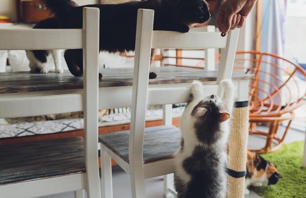 Foto la vita domestica con un giovane animale domestico dà al suo spuntino a base di carne di gatto