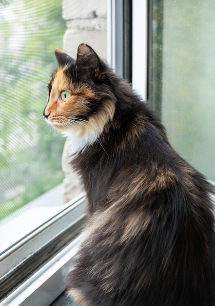 Domestic long-haired three-color orange-black-and-white cat is sitting near window and carefully looking out it. Favorite pets. Side view, close up. Vertical orientation.