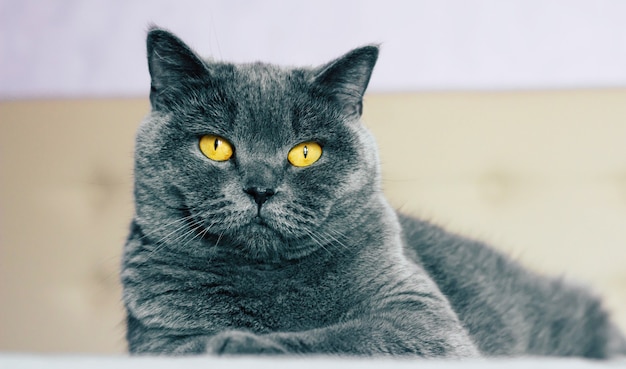 Domestic lovely cat. British shorthair cat with expressive orange eyes while laying on the bed in room