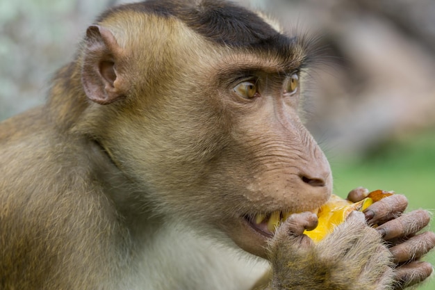 Photo domestic macaque monkey eating a star fruit in kota baharu malaysia