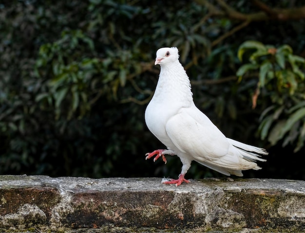 Domestic male fancy pigeon walking on the brick wall in the evening