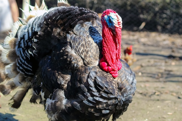 Домашний самец индейки в домашнем хозяйстве. Meleagris gallopavo.