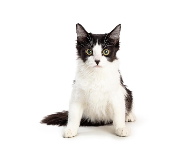 Domestic Medium Hair Black and White Kitten