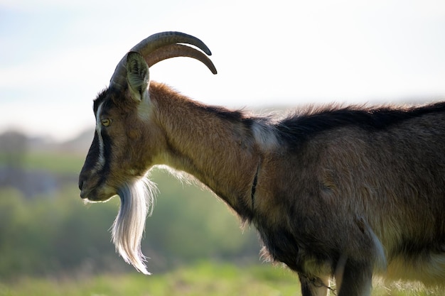 Domestic milk goat with long beard and horns grazing on green farm pasture on summer day Feeding of cattle on farmland grassland