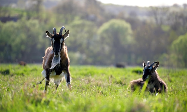 Домашние молочные козы с длинной бородой и рогами пасутся на зеленом пастбище в летний день