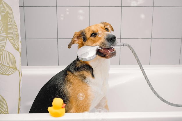 Domestic mongrel dog taking a shower with bubbles and foam and yellow rubber duck Pets care grooming