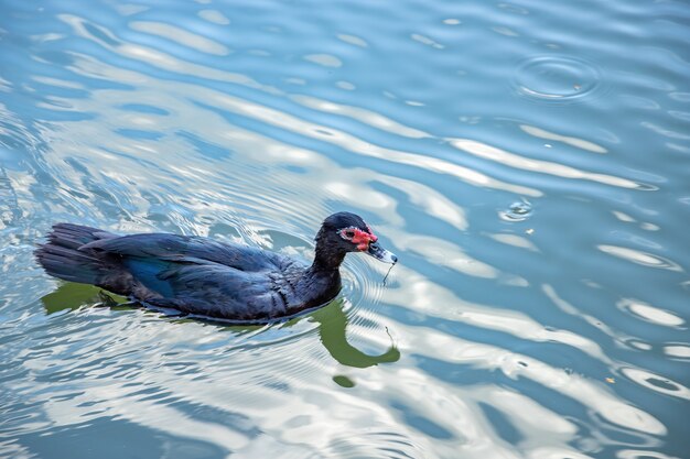 Photo domestic muscovy duck of the species cairina moschata var. domestica