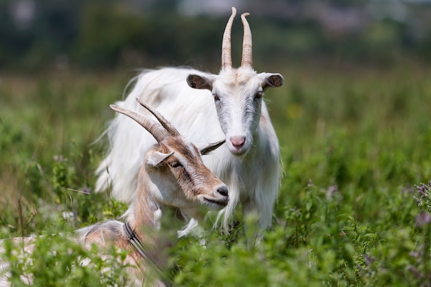 Domestic nice goats with long horns on bright sunny warm summer day grazing in green grassy fields.