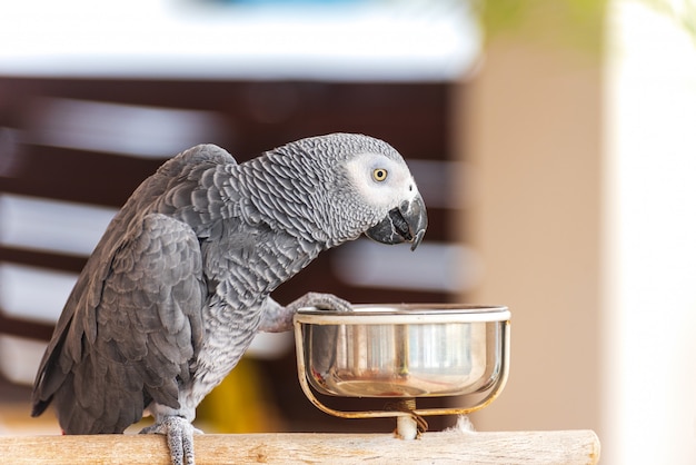 Domestic parrot in a kitchen