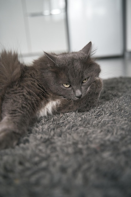 Domestic pet washing itself indoors