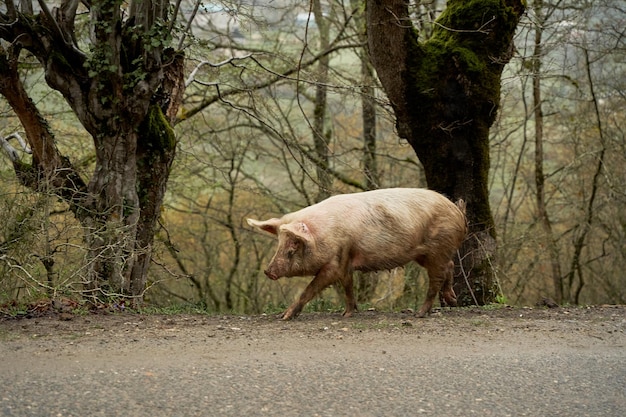 The domestic pig walks on its own along the road